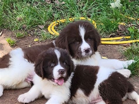 newfoundland breeders texas|landseer newfoundland puppies for adoption.